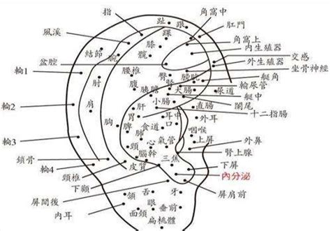 耳朵有痣的女人|耳朵上有痣的痣相图解